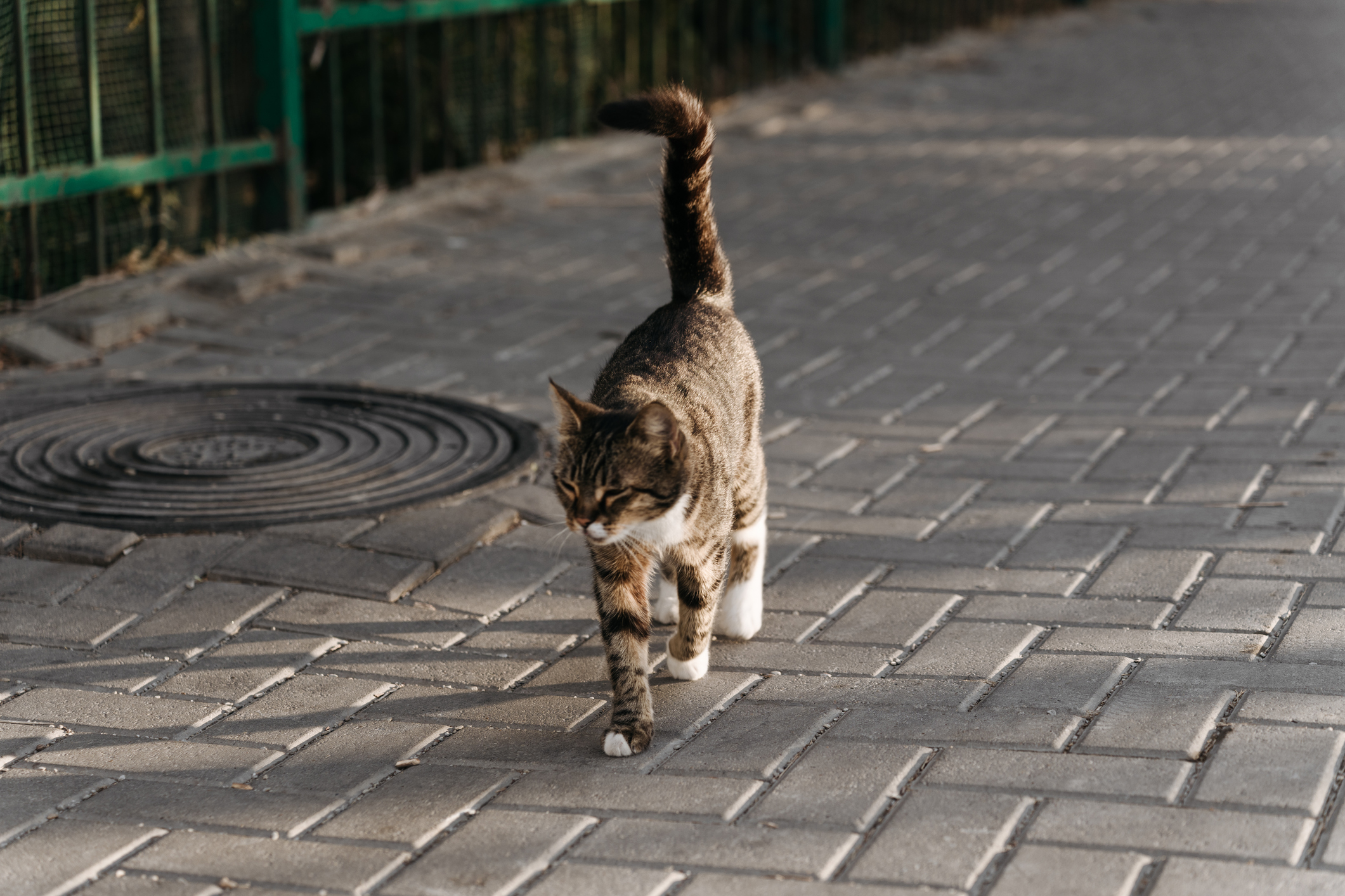 Cat Knows When Owner Travels Home From Work, Waits at End of Road Each Day [Video]