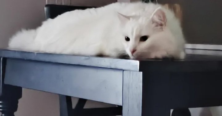 Meth poisoning killed my pet: B.C. owner says cat ate discarded drugs – BC [Video]