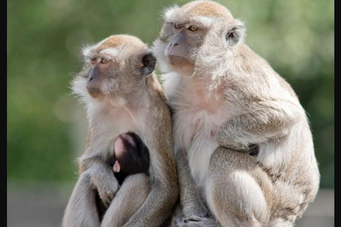 Watch: 43 monkeys on the loose after escaping South Carolina facility [Video]