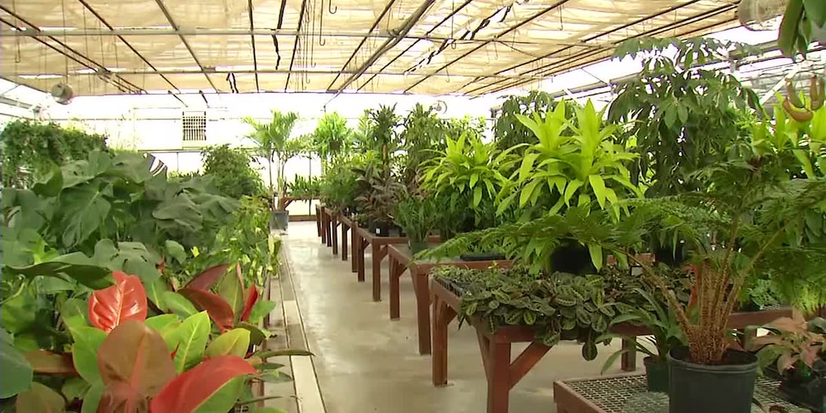 Culvers Garden Center and Greenhouse on the basics of taking care of house plants [Video]