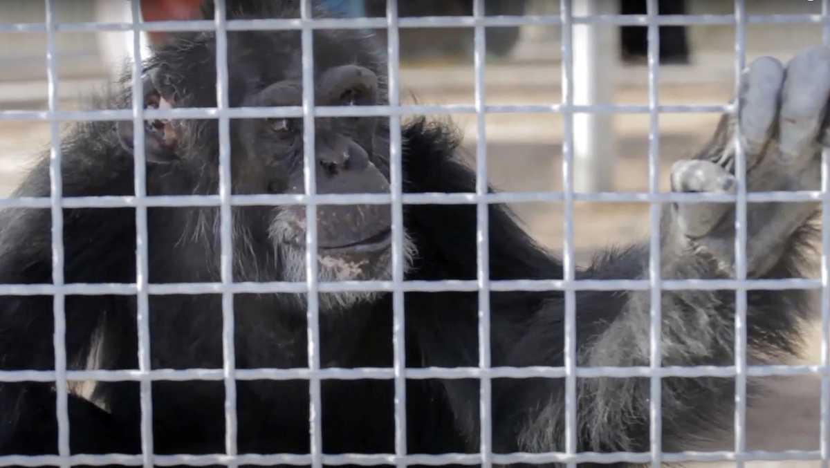 Retired research chimps to be moved to Louisiana sanctuary [Video]