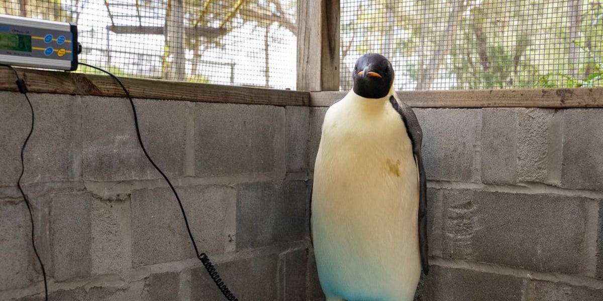 Emperor penguin found on Australian beach  2,200 miles from its Antarctic home in historic first [Video]