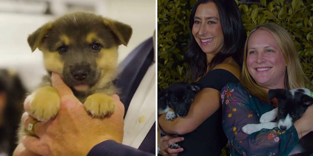 Phoenix animal shelter gala helps mama dogs and puppies find homes [Video]