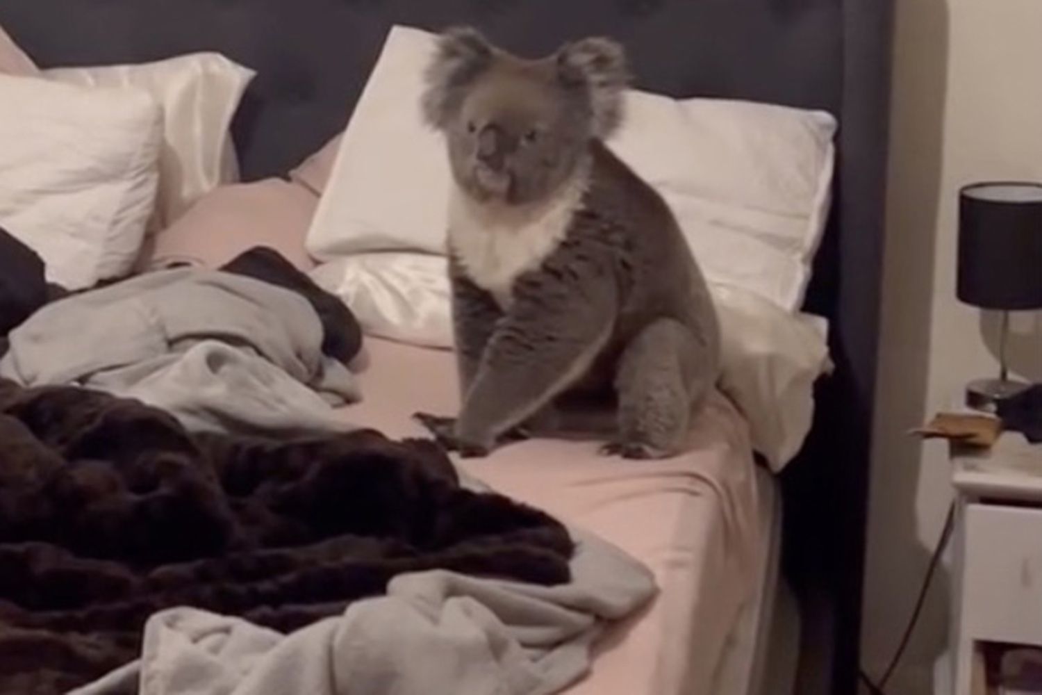 Australian Couple Scared, Happy and Excited’ to Find Koala in Bedroom [Video]