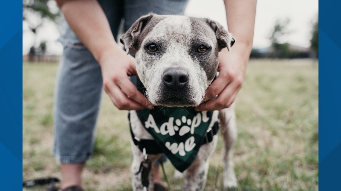 Dog adoptions start back up at Prince George’s Co. Animal Shelter [Video]