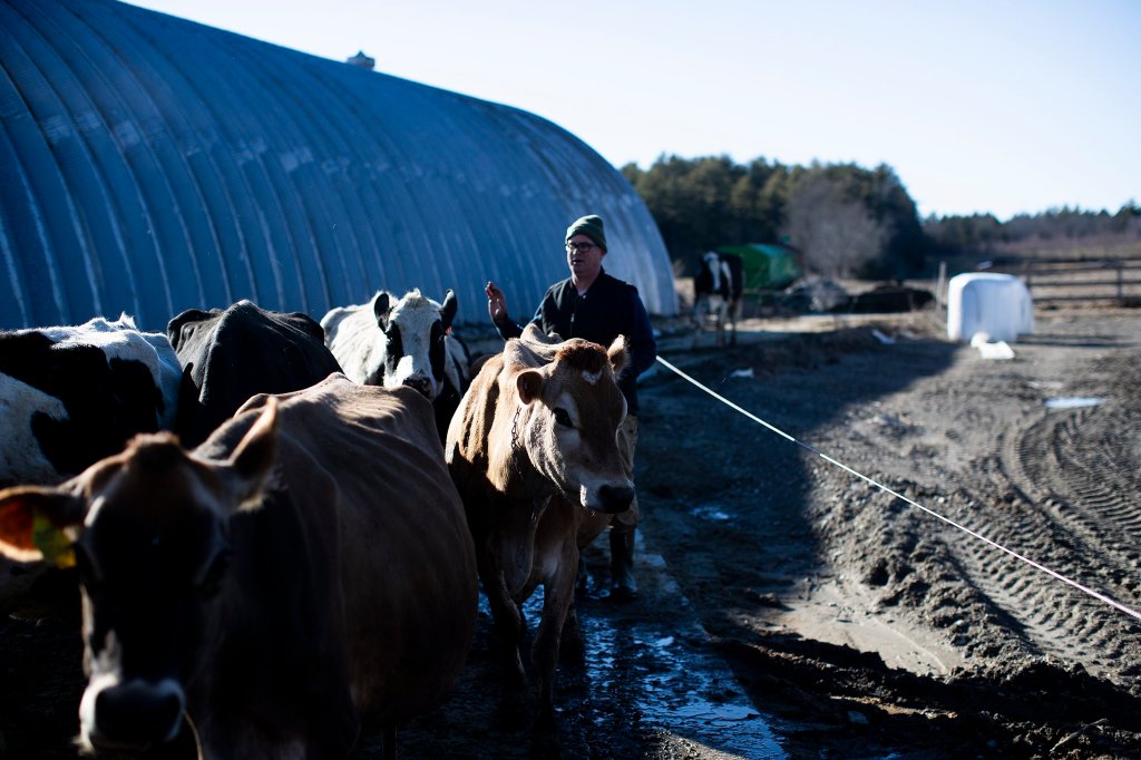 Dairy task force recommends boosting subsidy to preserve Maine farms [Video]