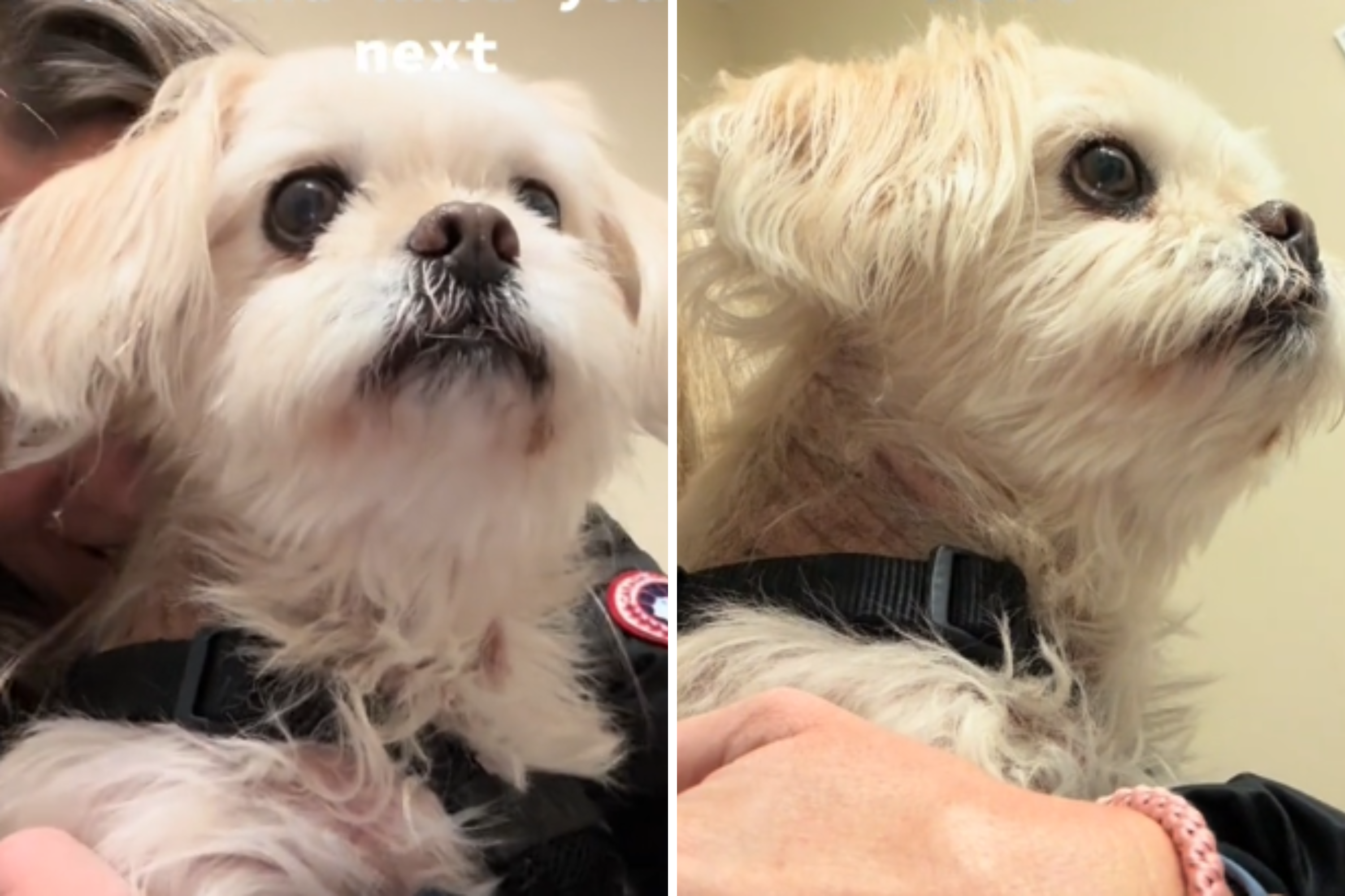 Tiny Dog’s Heartbreaking Reaction After Realizing She’s Next at the Vets [Video]