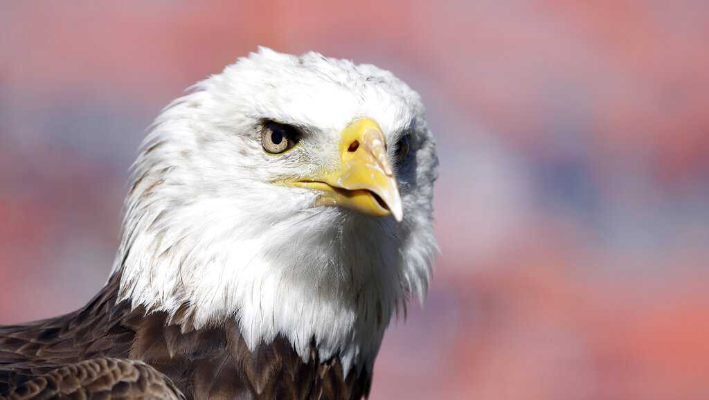 Federal wildlife officials review the removal of a bald eagle nest in Alabama [Video]