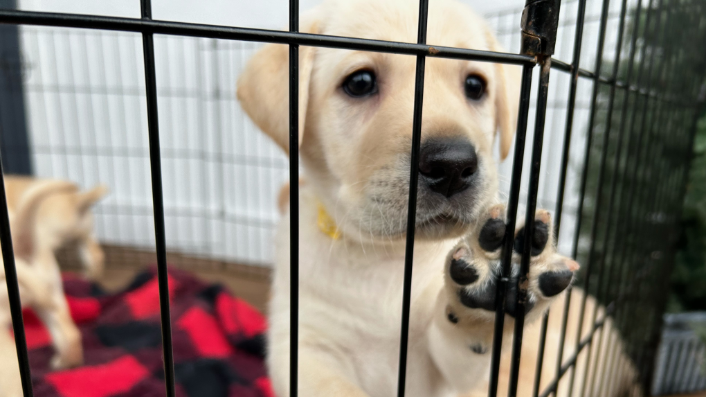 Must love dogs  National Service Dogs looking for puppy raisers [Video]