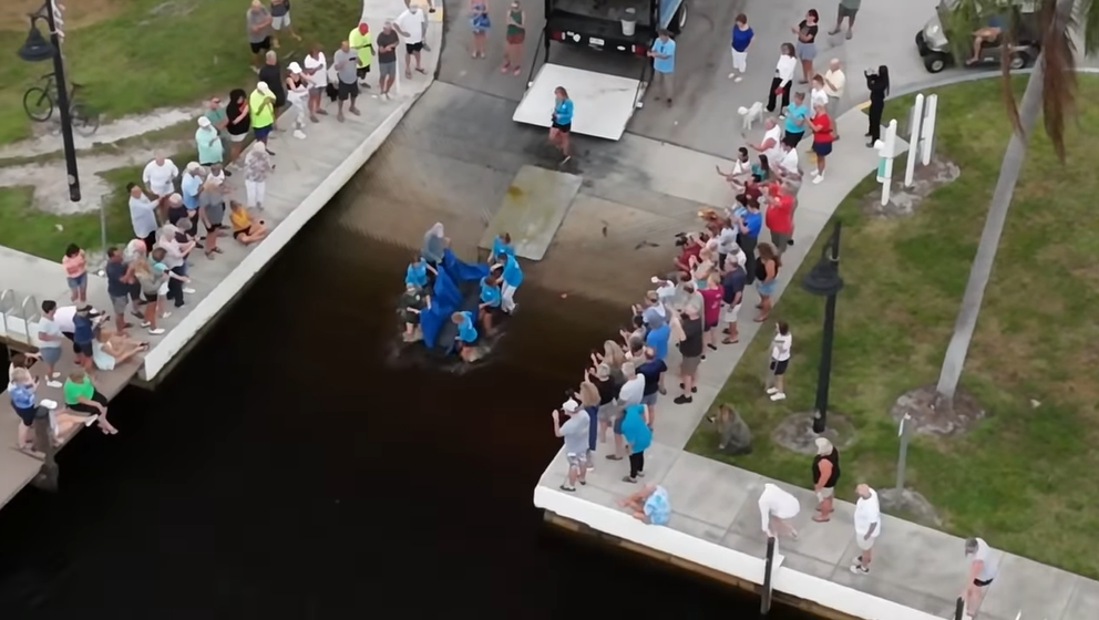 Fonzie the manatee rescued in Port of the Islands, returned safely 8 months later [Video]