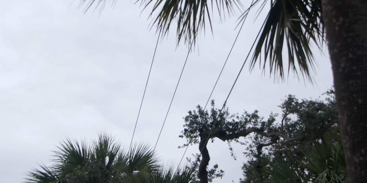 Palmetto tree removal stirs response from Isle of Palms homeowners [Video]