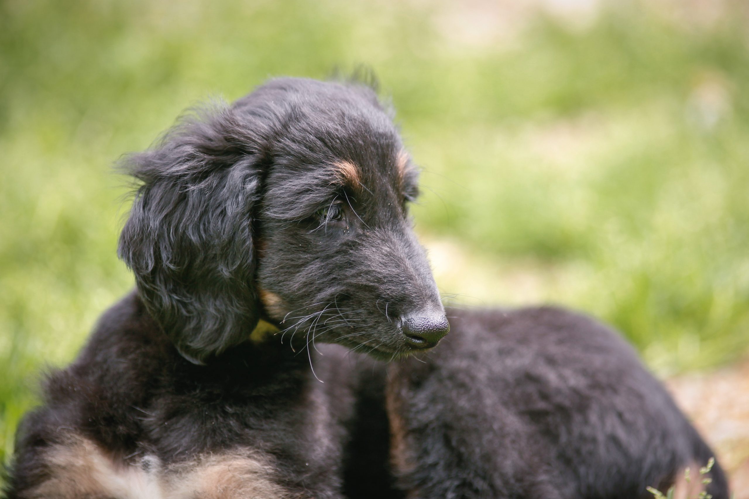 What Afghan Hound Puppy Grows Into 3 Months Later Shocks Internet [Video]