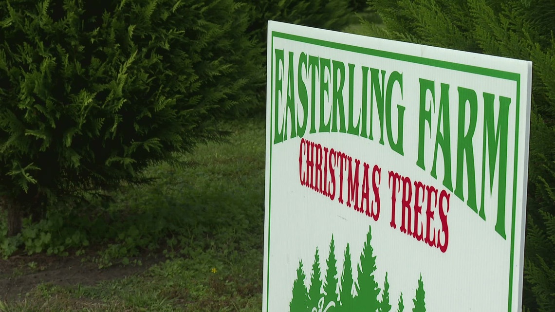 Easterling Christmas Tree Farm offers fresh trees in Louisiana [Video]