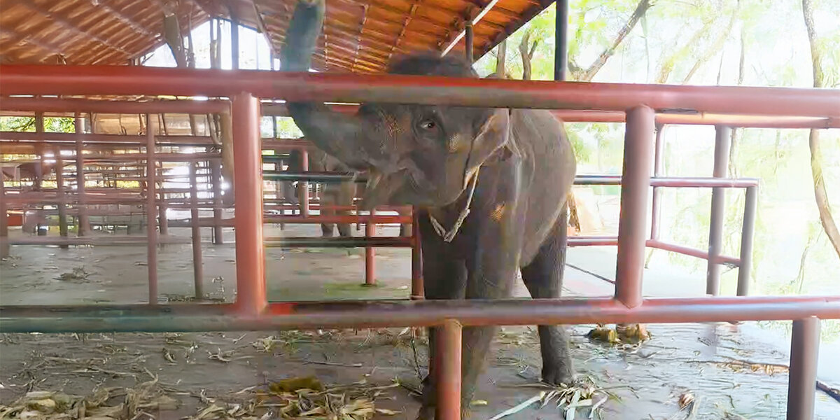 Baby Elephant Forced To Work At A Camp Is Thrilled To Be Freed From Chains – Videos