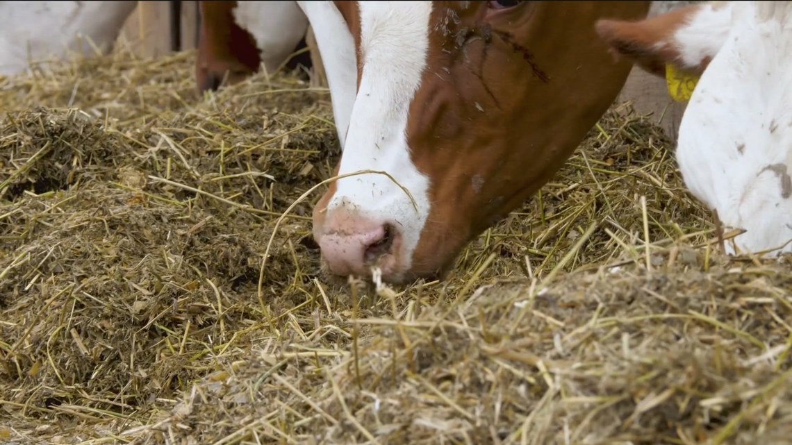 Could seaweed be the key to reducing the greenhouse gas from cow burps? [Video]