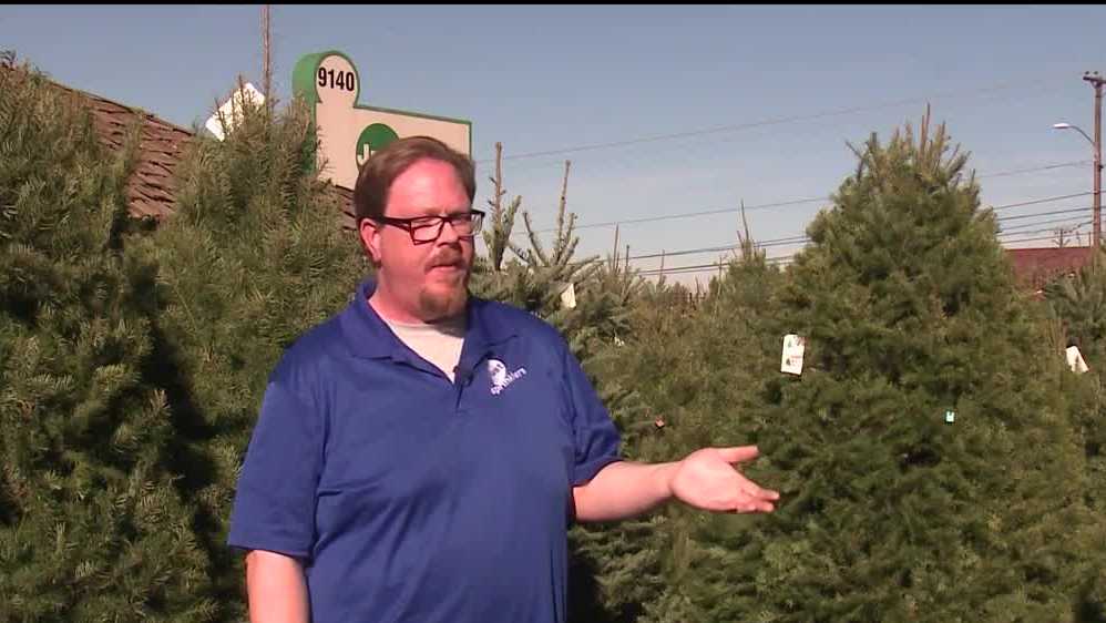 This year’s Christmas trees looking bigger, better and pricier [Video]