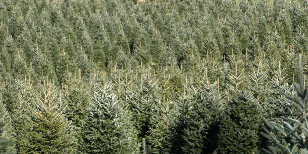 North Carolina Christmas tree farmers see big boost in sales from people wanting to help post-Helene [Video]