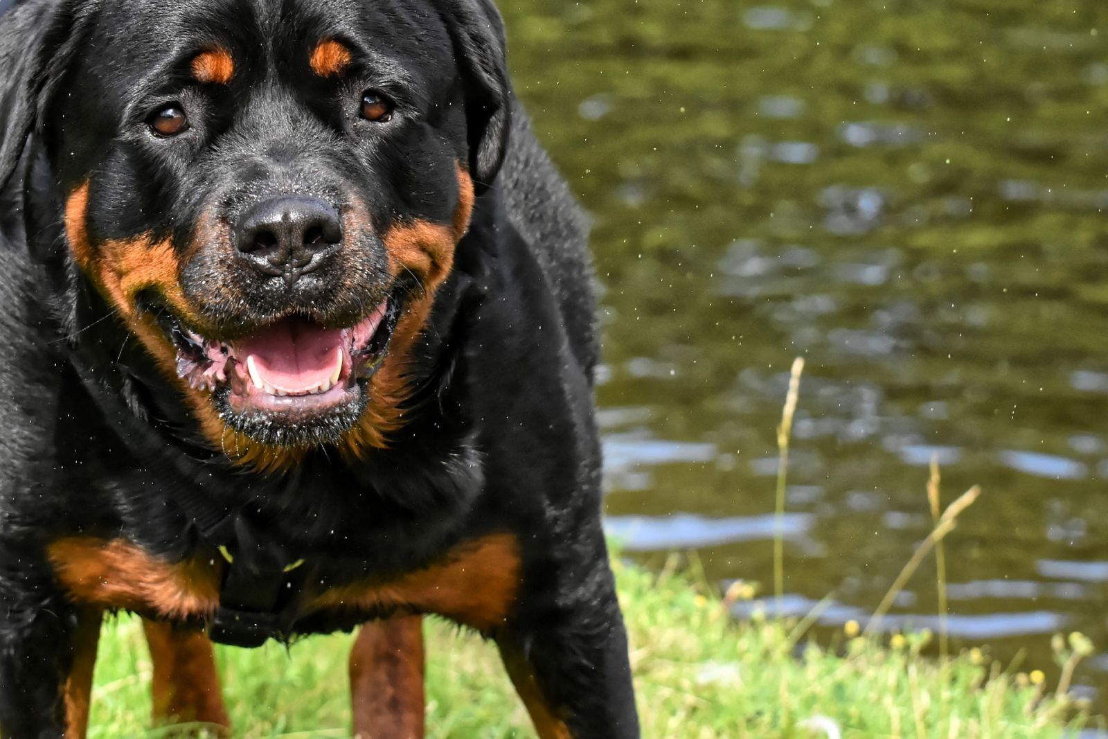 5-Year-Old Girl Mauled to Death by Family Rottweilers in Covina [Video]