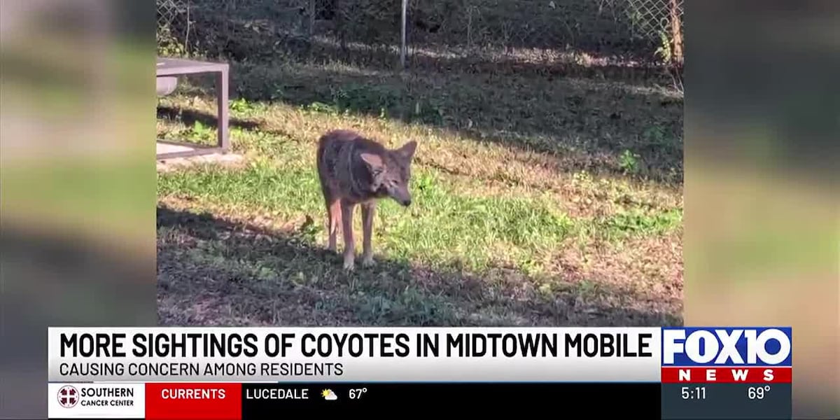 Thats definitely not a dog: Coyotes spotted in Mobile [Video]