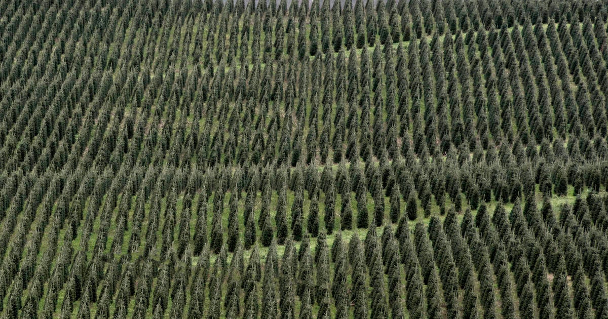 As climate change threatens Christmas trees, the farming industry tries to evolve [Video]