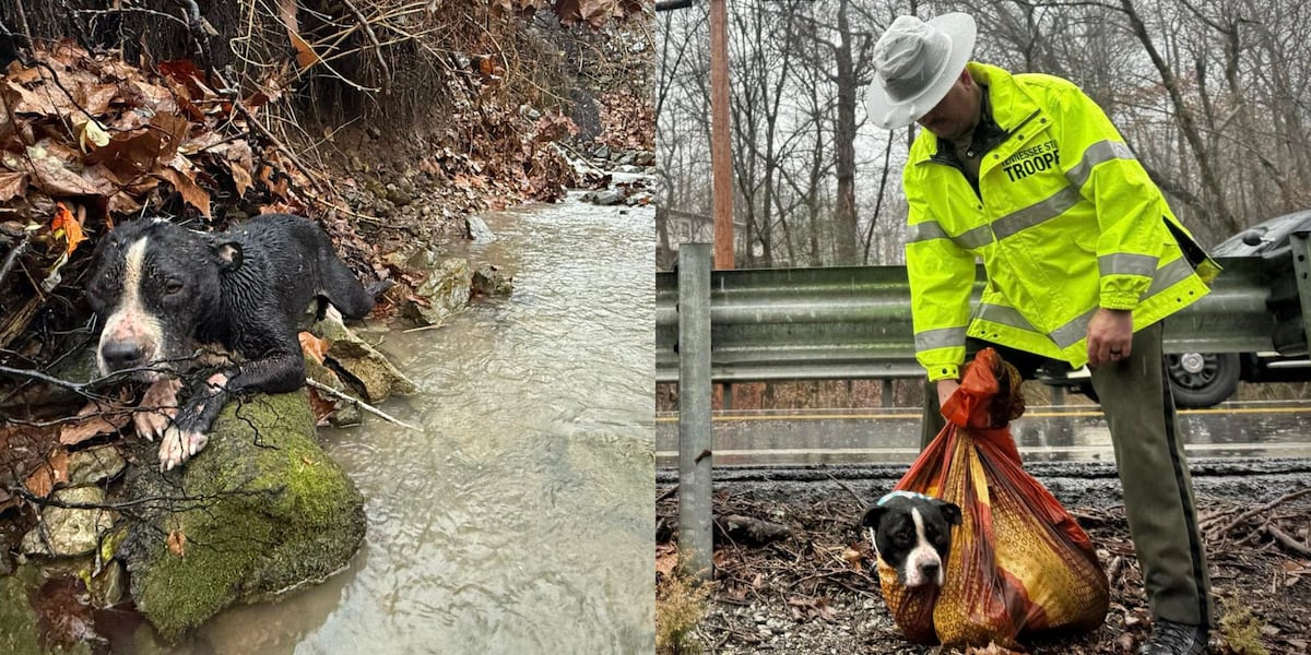 Humane society, THP locate owner of dog rescued from Tennessee creek with homemade stretcher [Video]