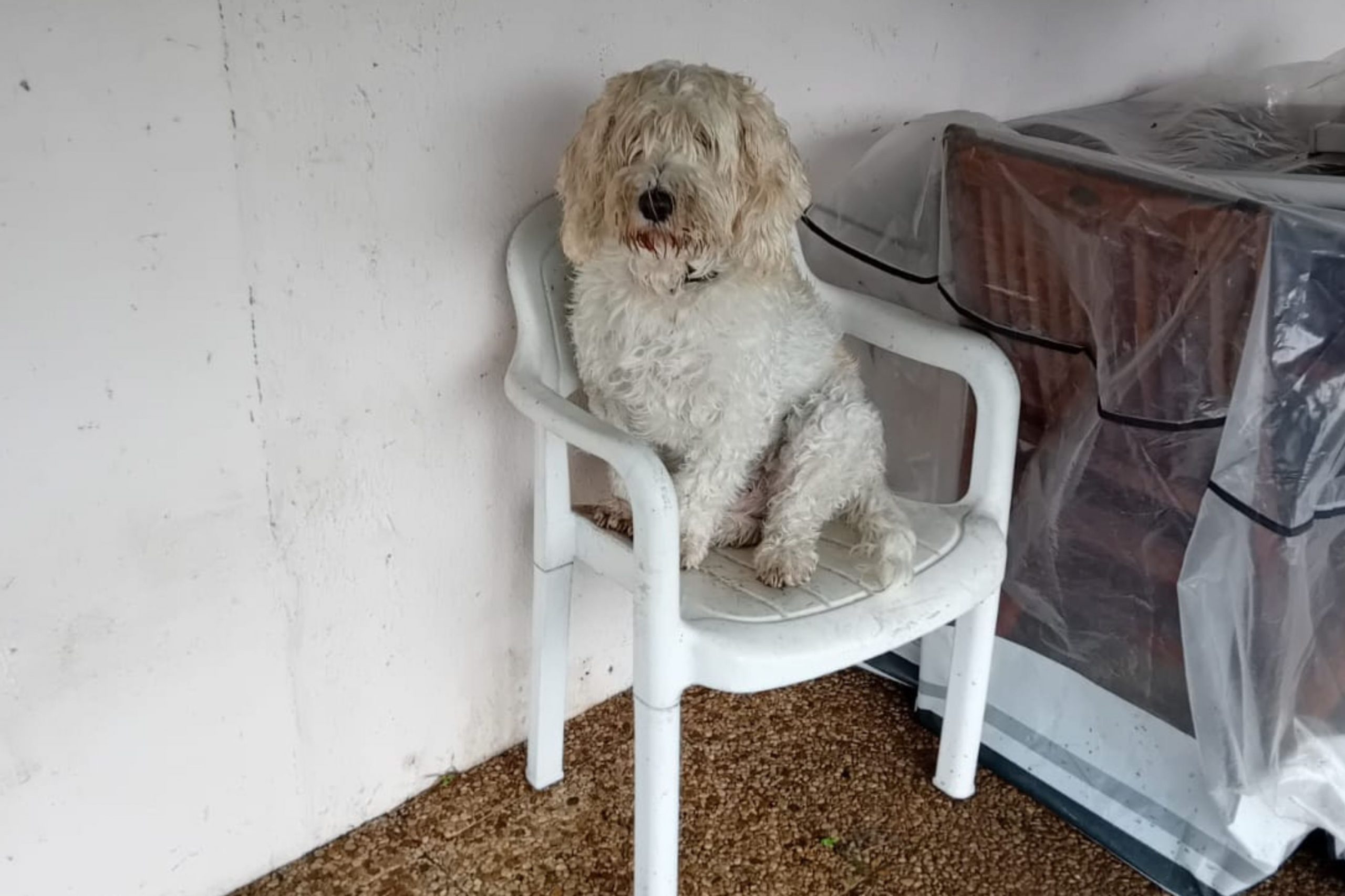 Owner Drops Dog at Day Care Before Trip, Not Ready for Update Three Days In [Video]