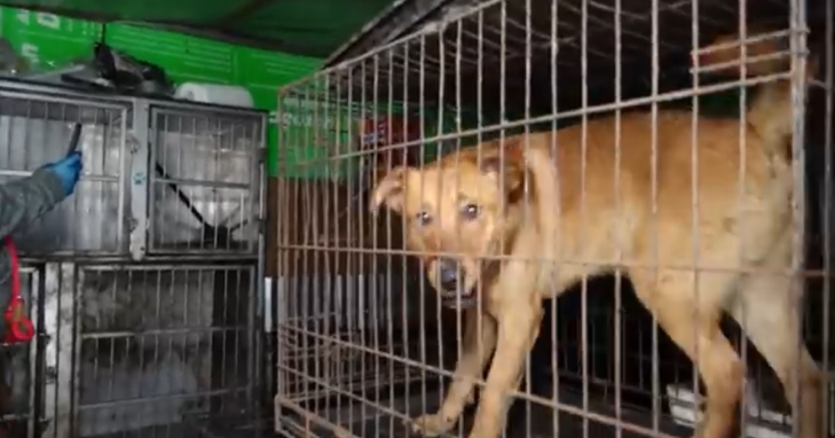 Woman charged with neglect of 78 dogs cant pay restitution with donations [Video]