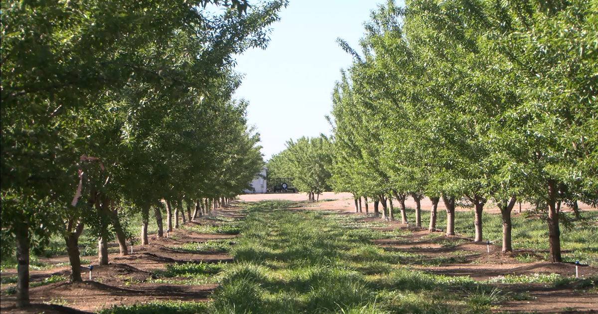 Butte County Agriculture Department focuses on crop safety with new pesticide and pest management practices | News [Video]