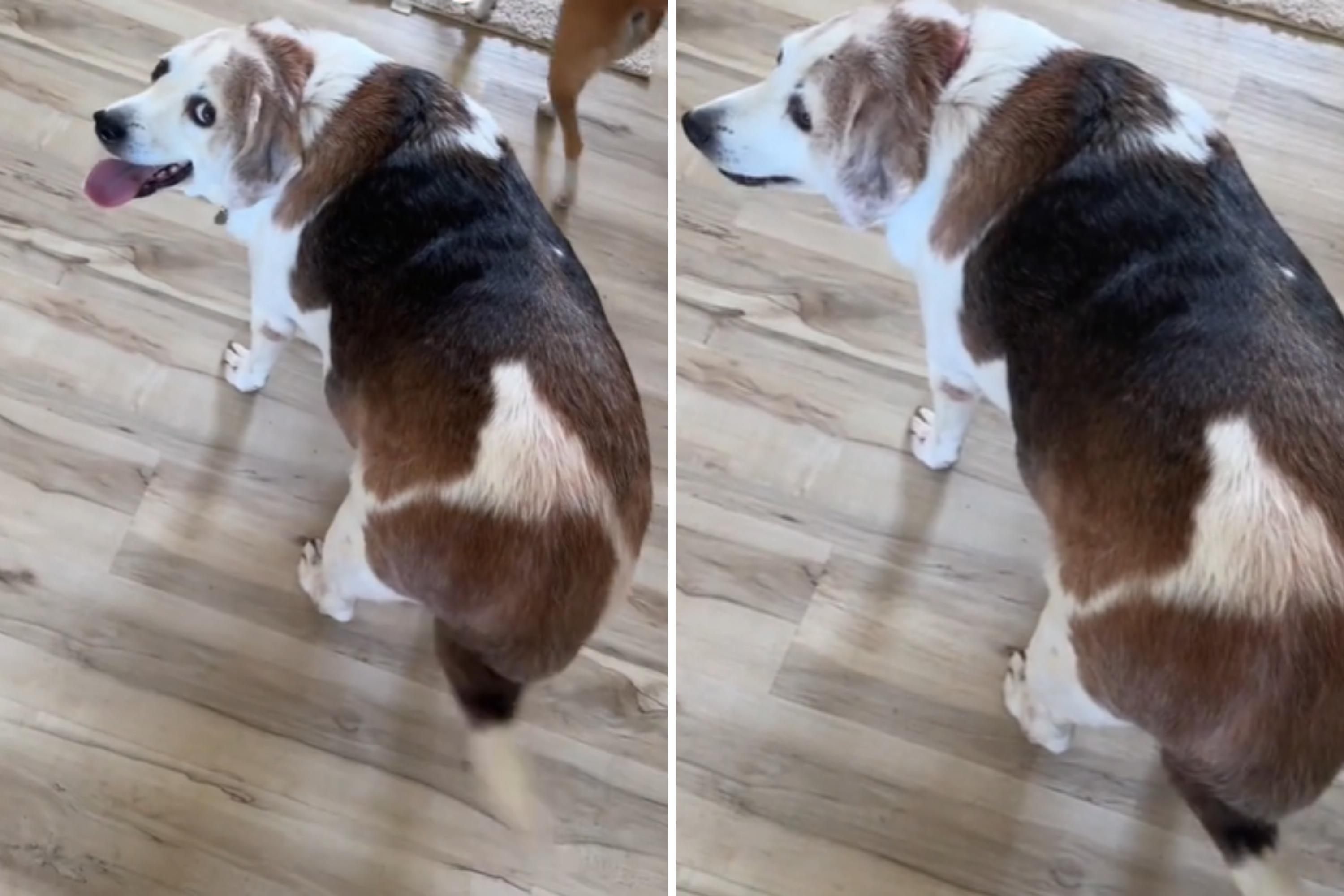 Size of Super Overweight Rescue Dog Shocks Everyone, Even Foster Carer [Video]