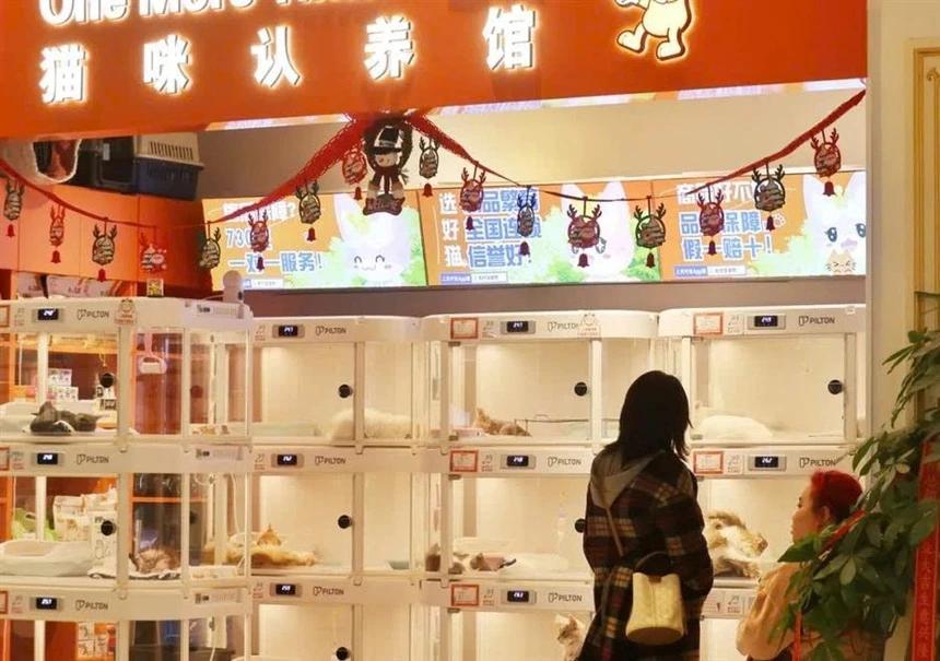 The Dark Side of Chinas Free Cat Vending Machines [Video]