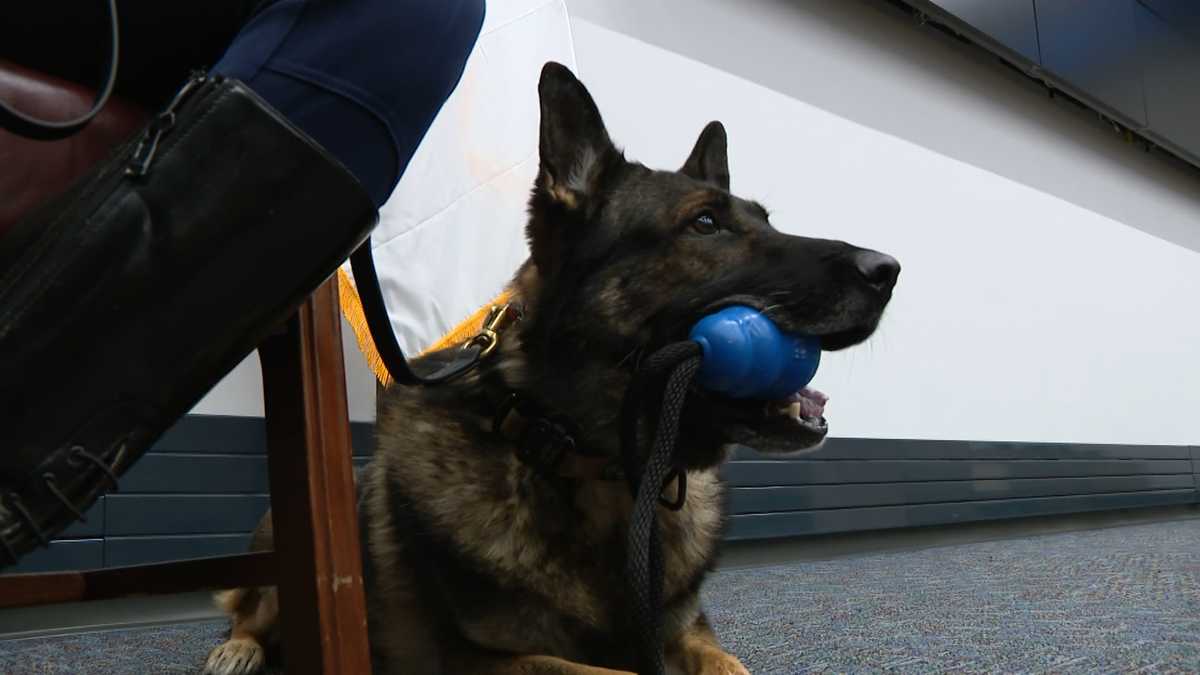 Retired Massachusetts K-9 chosen to receive lifetime medical benefits [Video]