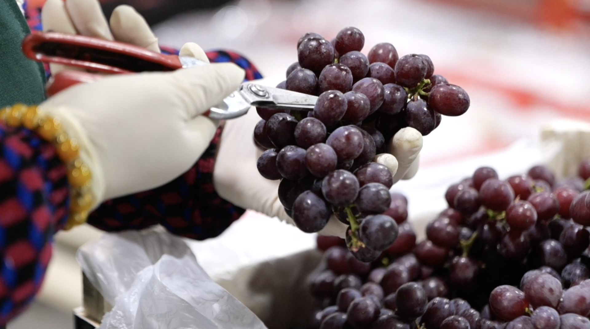 Chancay Port speeds up delivery of Peruvian grapes to Chinese homes [Video]