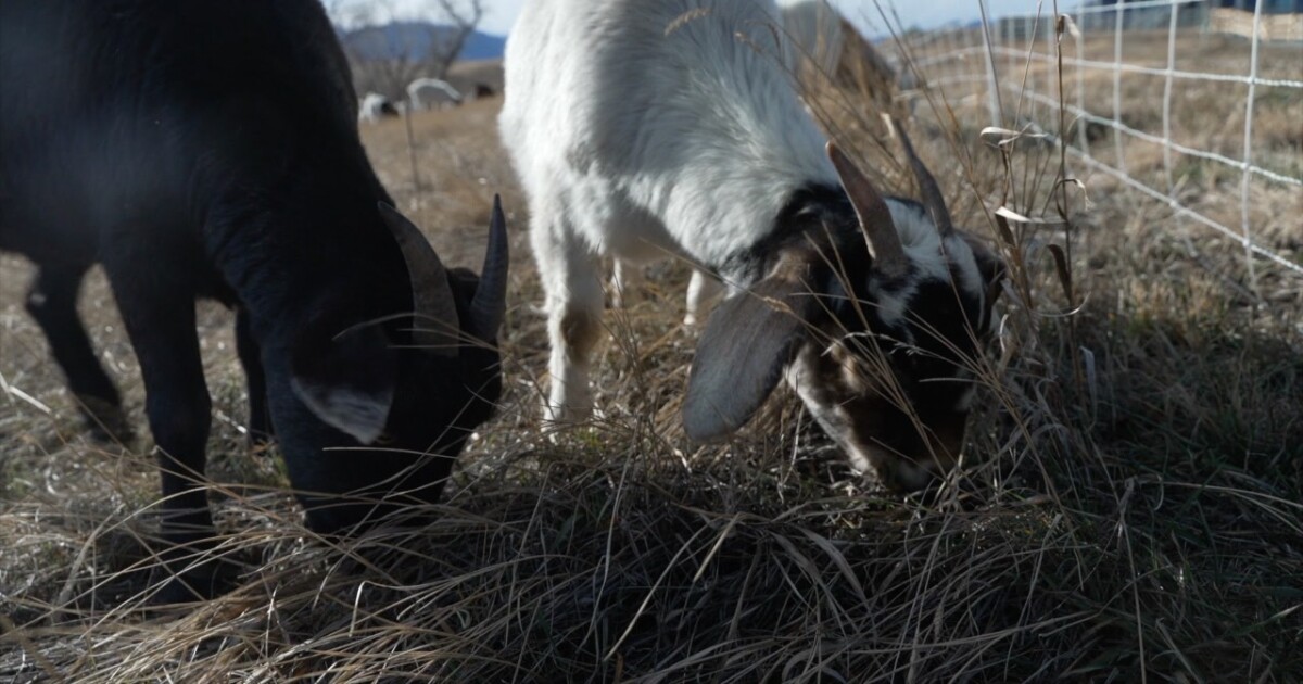 Three years after Marshall Fire, Superior using goats to mitigate wildfire risk [Video]