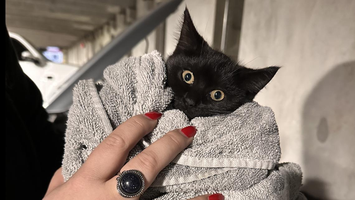 Clearwater police save cat stuck underneath hood of a car [Video]