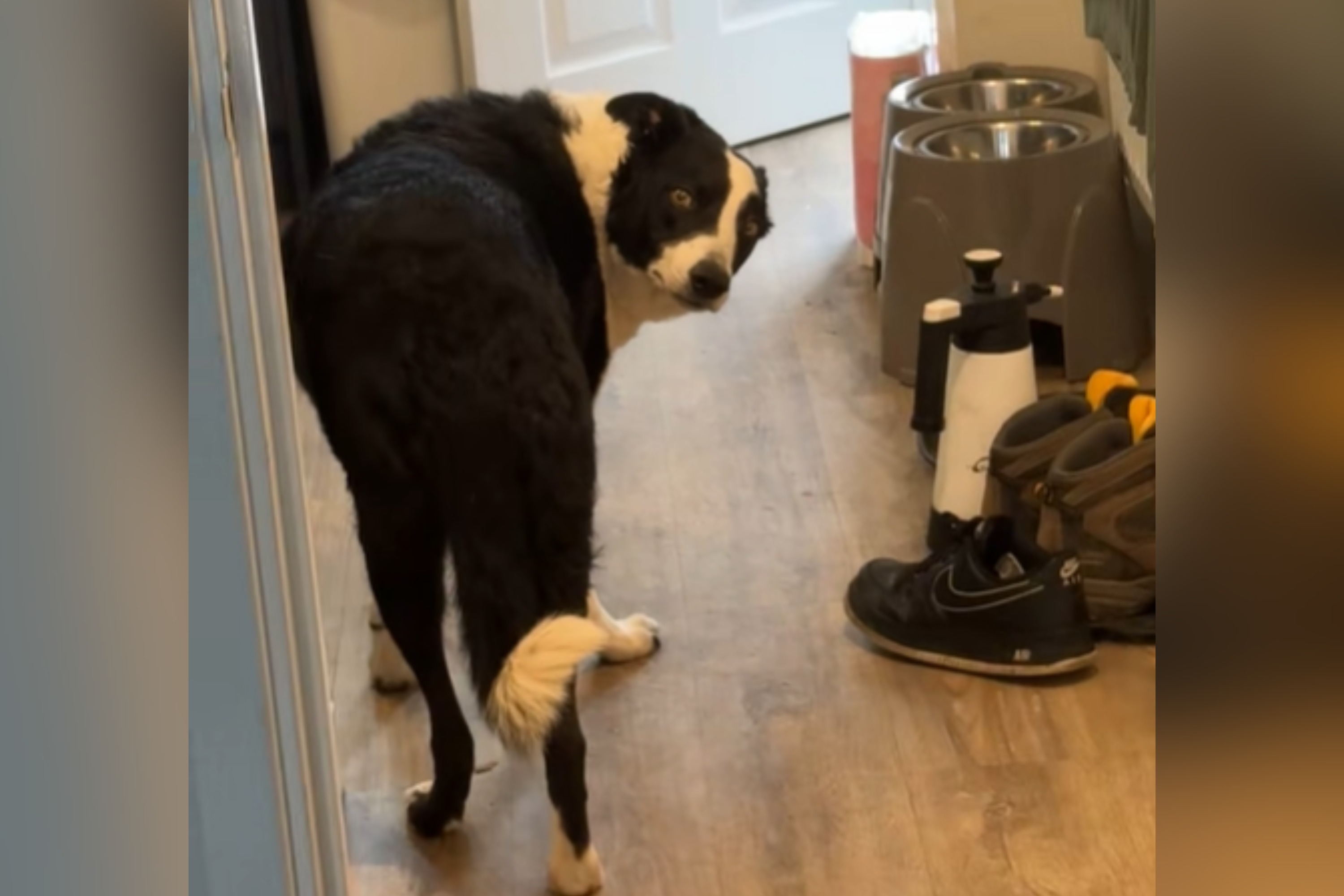 Owner Comes Home From Work to Guilty-Looking DogThen Realizes His Mistake [Video]