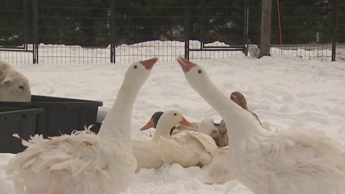 McLean family says thieves snatched prized goose, chickens  NBC4 Washington [Video]