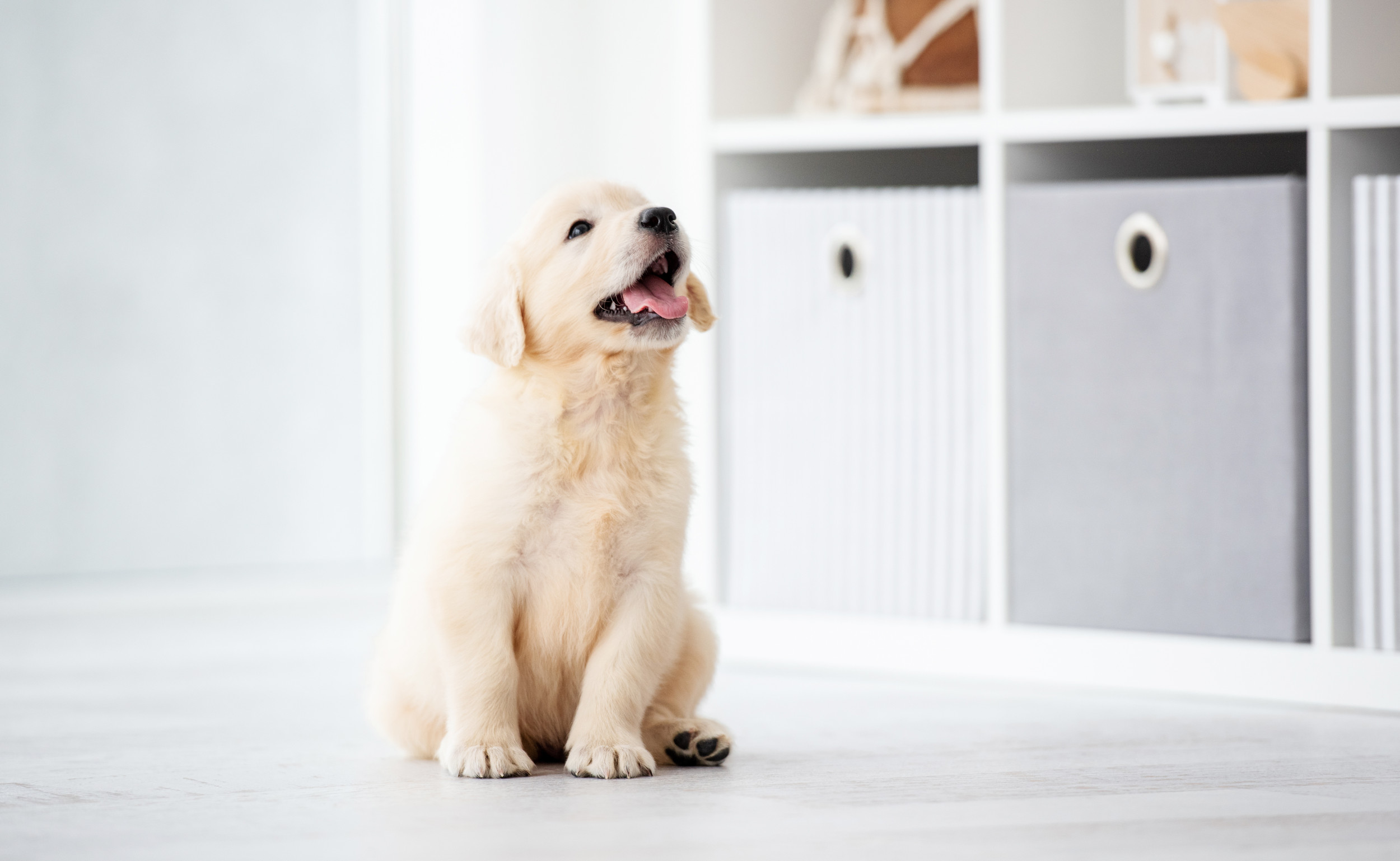 Tears at Rescue Dog’s Reaction to New Owner Home From Work: ‘Precious’ [Video]