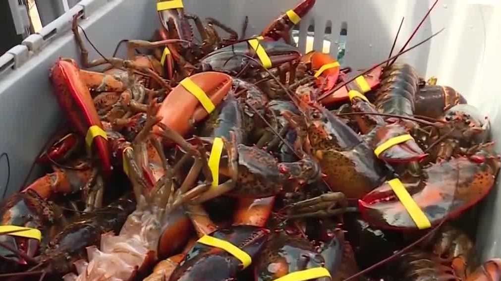 New lobster minimum catch sizes could lead to industry change [Video]