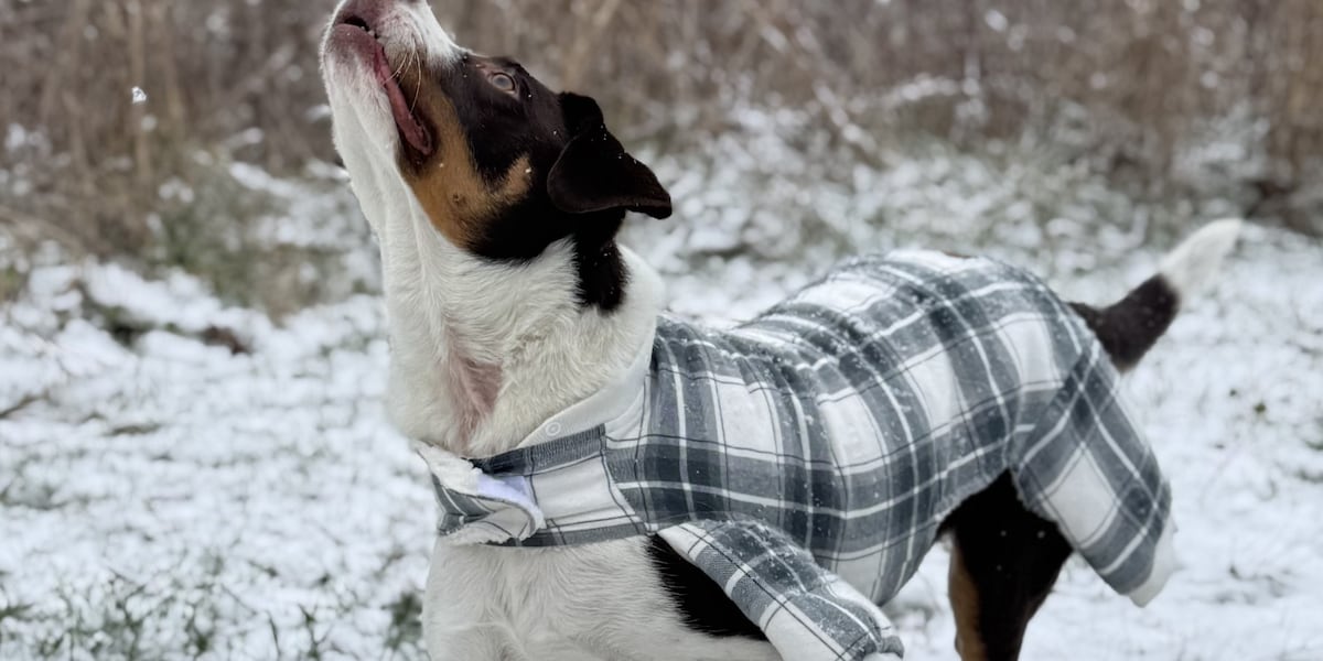 Gallery: Southern Kentucky snowfall [Video]