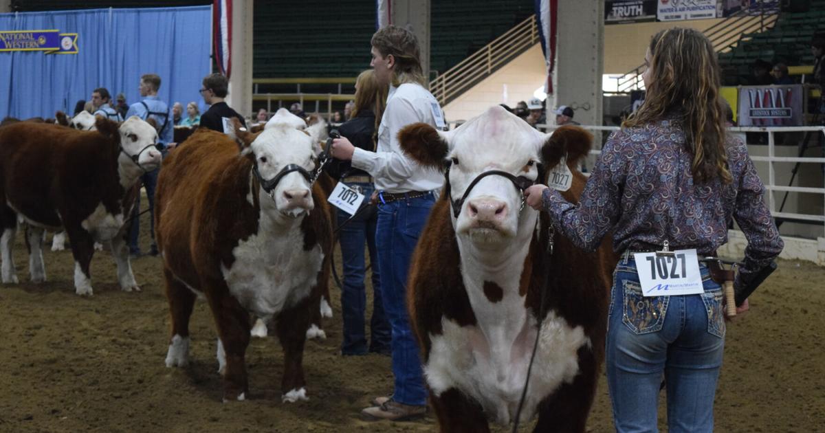 Cows came home: The National Western Stock Show kicks off 119th year in Denver | Business [Video]