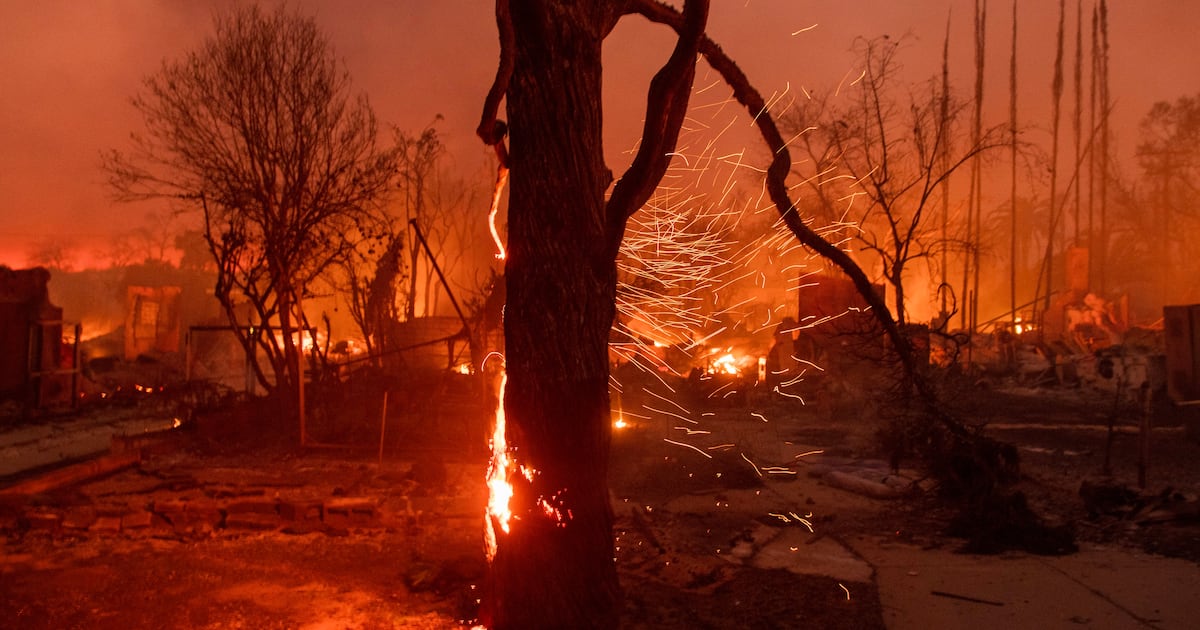 Los Angeles tree advocates hope their vital work recovers from devastating fires  Boston 25 News [Video]