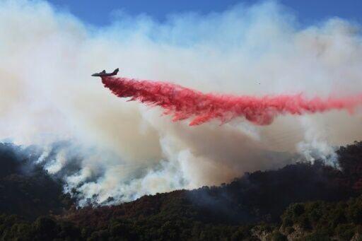 Los Angeles tree lovers hope their vital work recovers from devastating fires [Video]