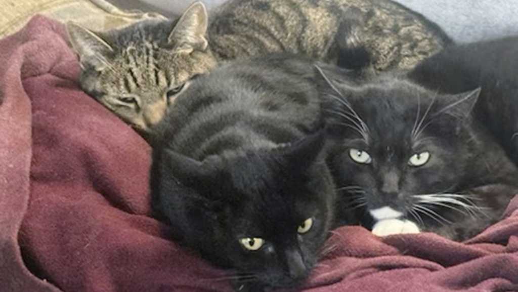 A California man says his two cats died and a third was hospitalized after he fed them raw milk recalled for bird flu risk [Video]