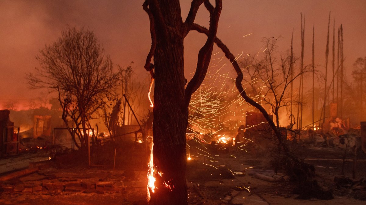 LA tree advocates hope vital work recovers from devastating fires  NBC Los Angeles [Video]