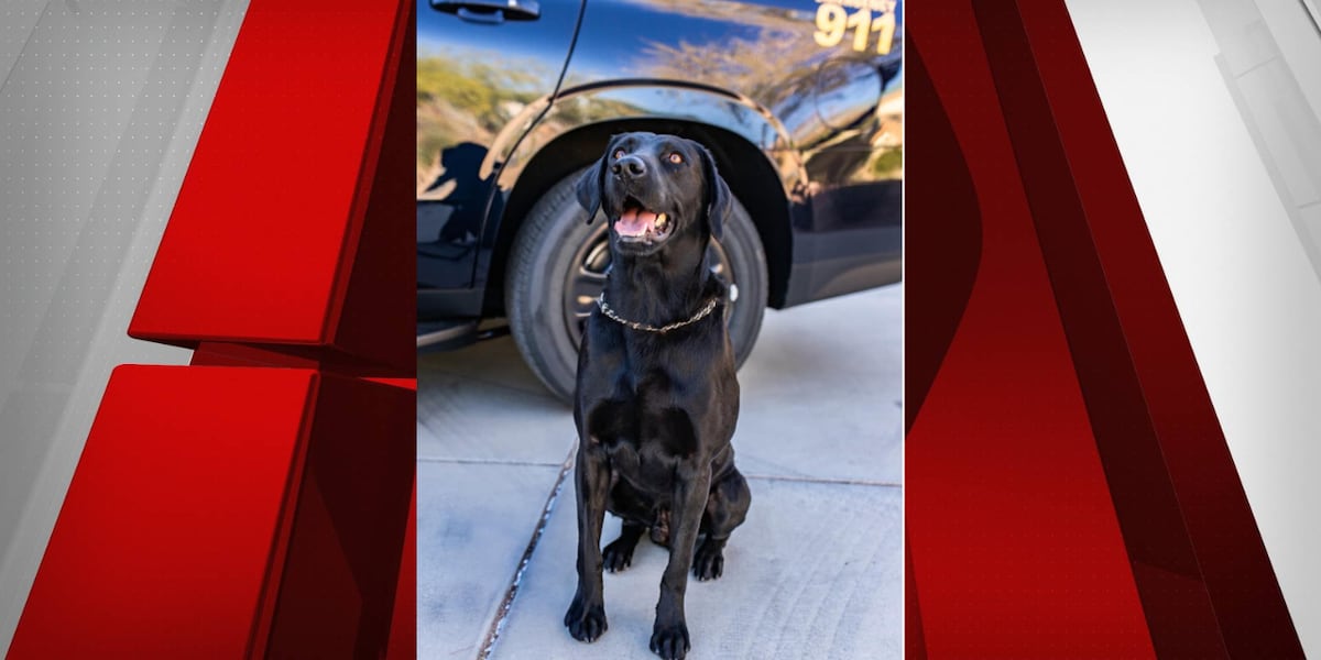 CCSD officer faces charges related to the death of his K9 Marley [Video]