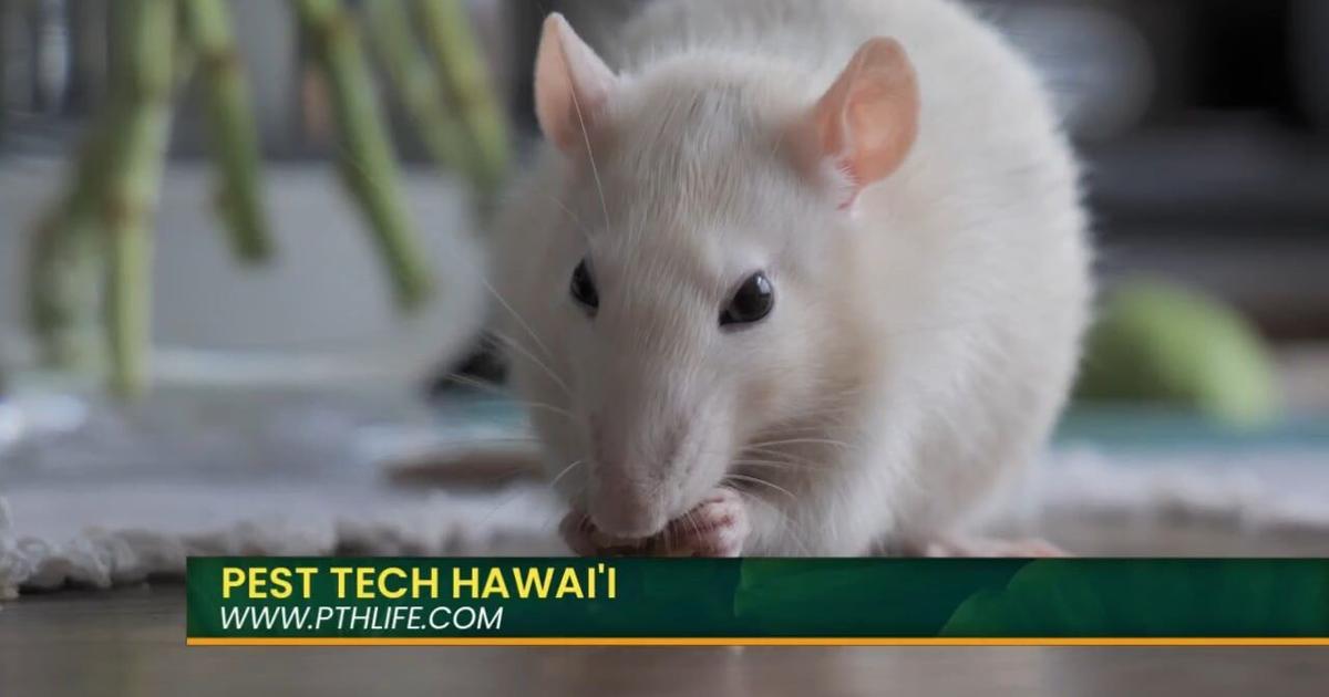 Say Goodbye to Rodents With Pest Tech Hawaiis Expert Control Services! | Video