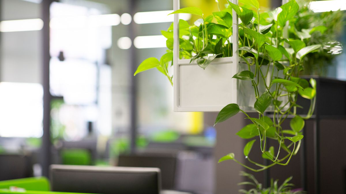 5 Reasons To Keep Money Plant On Your Office Desk Right Now [Video]